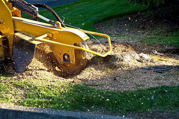 Mulching Services in Princess Anne, MD